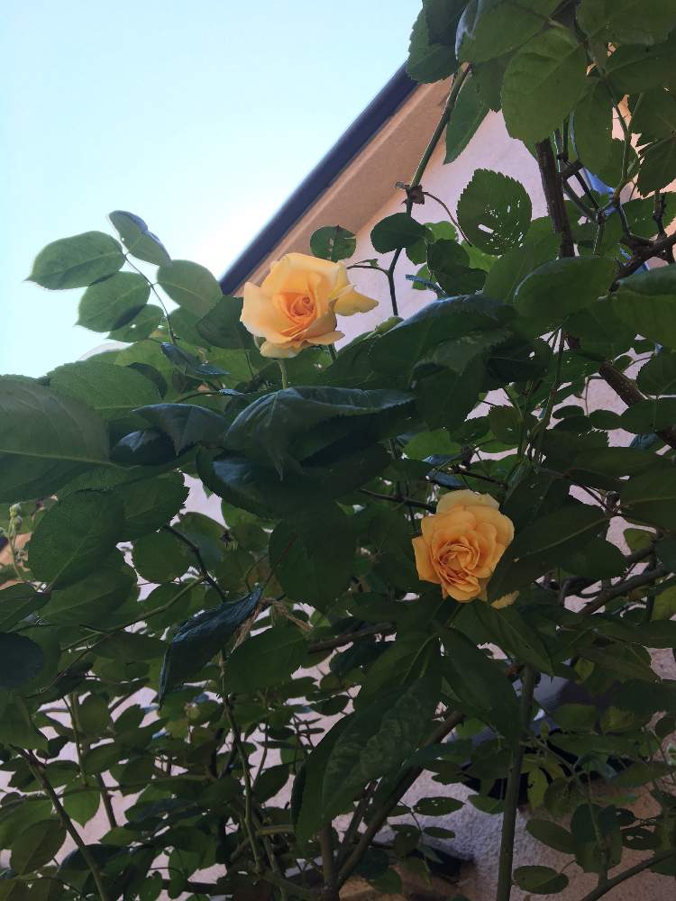 小さな庭の画像 by ルイーズさん | 小さな庭と無農薬薔薇栽培と木酢液とお花を楽しむとばら バラ 薔薇と半日陰と花のある暮らしと朝日のあたる庭とオールドローズ好きとバラ バフビューティと薔薇バフビューティー