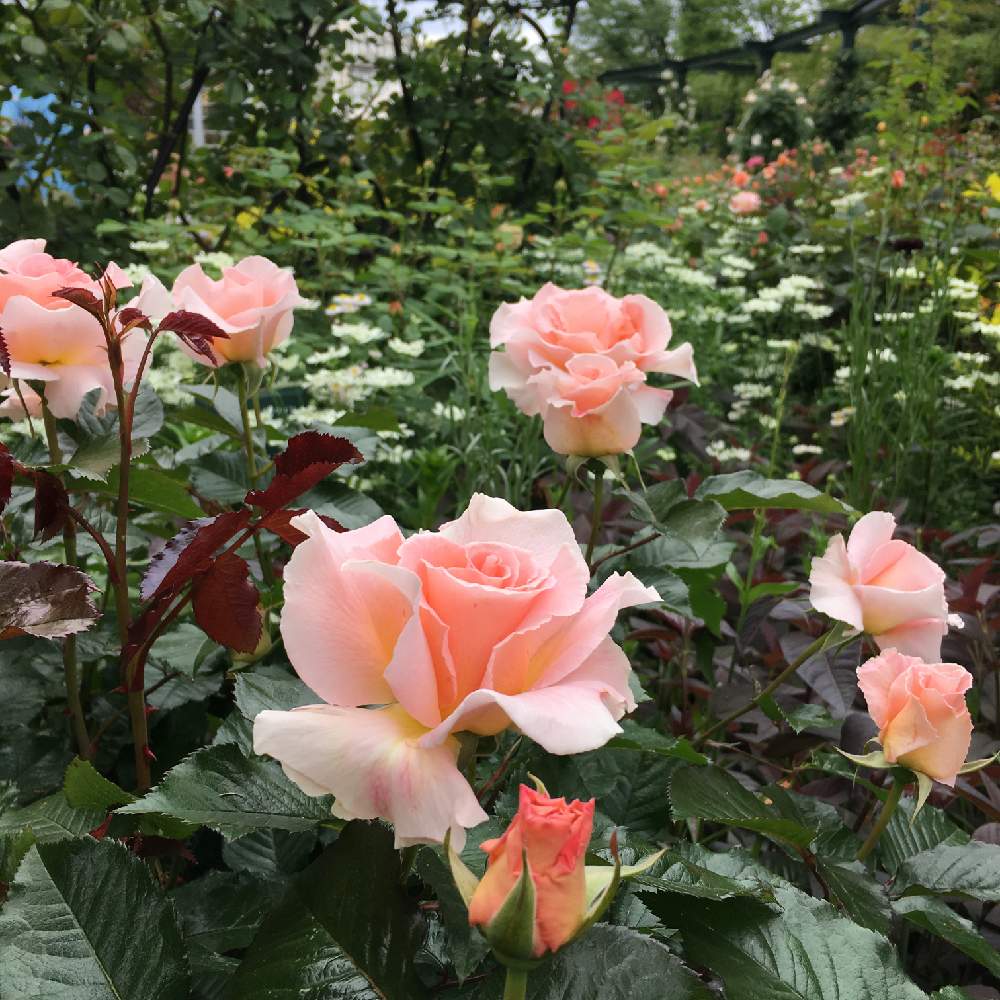 お出かけ先の画像 by りんごさん | お出かけ先とスプリングコサージュとピンクの花と練馬区と四季の香りローズガーデンと淡いピンクとバラ・ミニバラ