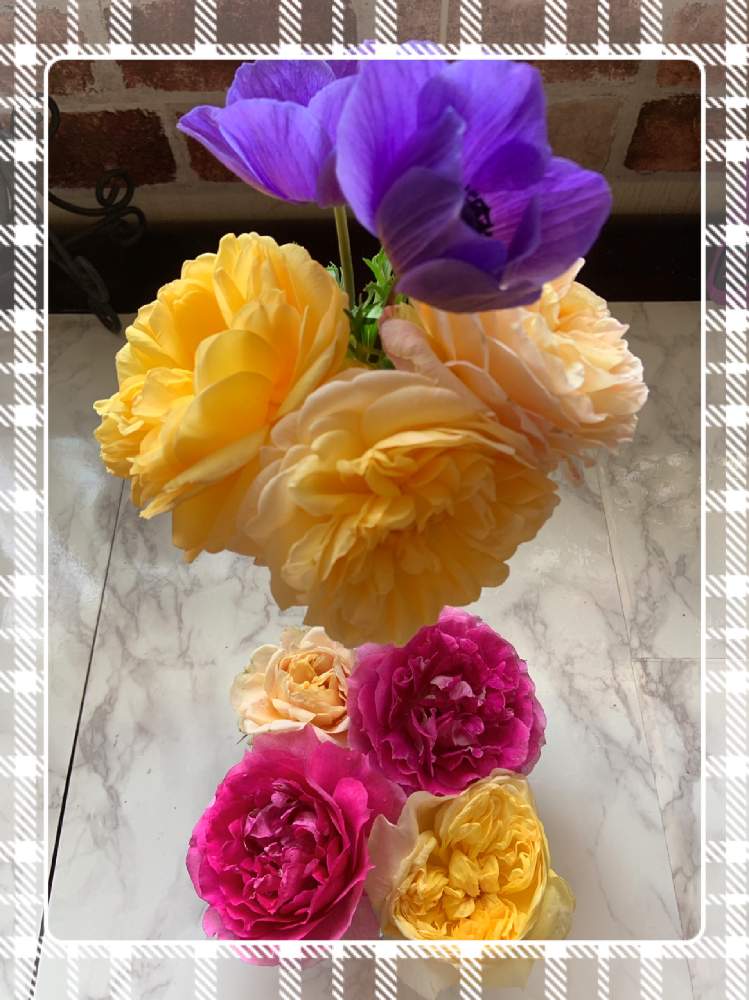 部屋の画像 by もみじさん | 部屋と薔薇といいかおりとばら バラ 薔薇と薔薇愛同盟とラカンパネラ バラとデビッドオースチンとシェエラザード♡とザポェッツワイフと禅ローズとシェエラザード*とバラ カンパネルラと全部GSのせいだとイングリッシュ・ローズとクロード・モネと小さな小さな庭と花のある暮らしとばら 薔薇 バラと三種の神器