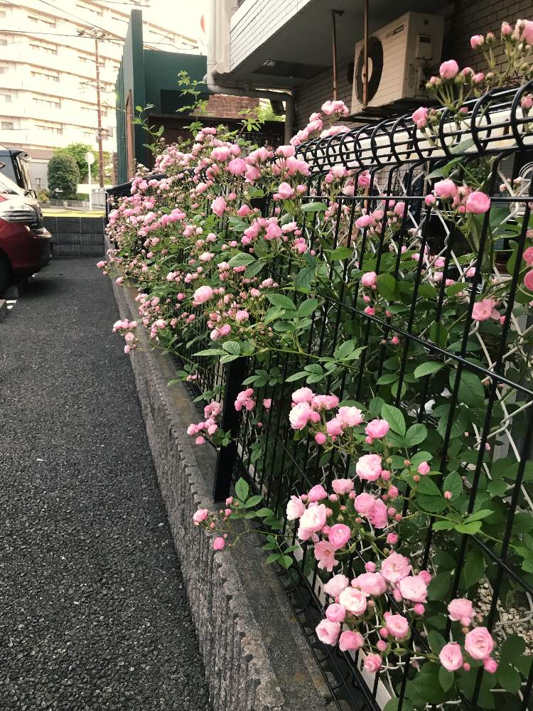 小さな庭の画像 by Cookieさん | 小さな庭と薔薇群舞と花のある暮らしと春がきた♪と今日の薔薇