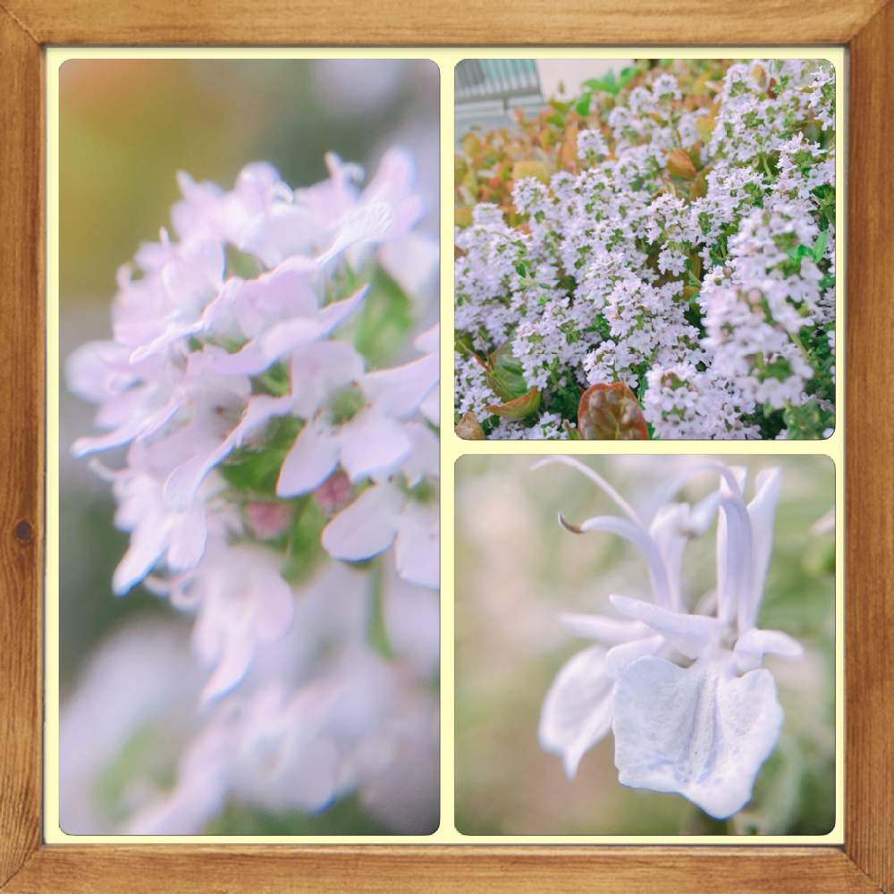 お出かけ先の画像 by ベティさん | お出かけ先と緑のある暮らし♡とローズマリーの花とムラサキ色がキレイと植中毒と職場にてと花のある暮らしとハツユキカズラ☆