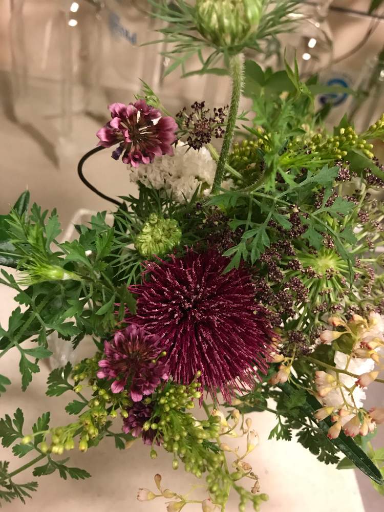 キッチンの画像 by きんちゃんさん | キッチンとティントクローバーとグリーンのある暮らしと野アザミの花とナチュラルスタイルと花のある暮らしとチーム福岡