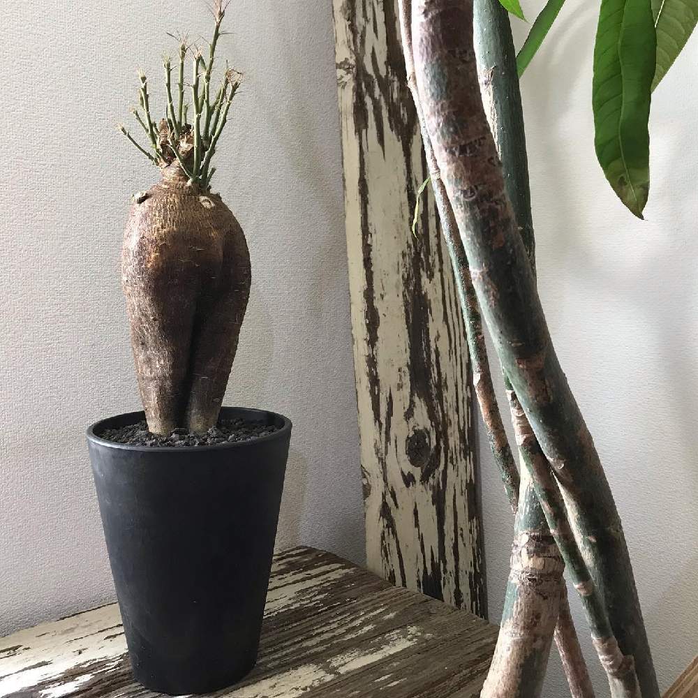 の画像 by CLUTCH FURNITUREさん | パキポディウム・ビスピノーサムと多肉植物と男前プランツと植物のある暮らしと男前植物と育てやすいと黒プラ鉢ある暮らしと黒プラ鉢ある生活とプラ鉢と希少とコーデックスと暮らしを楽しむと緑のある暮らしとブラ鉢と塊根植物と珍しい植物と葉っぱアートと神戸とボタニカルショップとビザールプランツとビスピノーサム