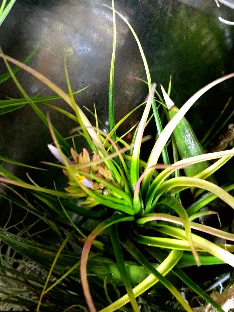 窓辺の画像 by チラリズムさん | 窓辺とチランジア ポリタと植物に育てられてる人と植中毒