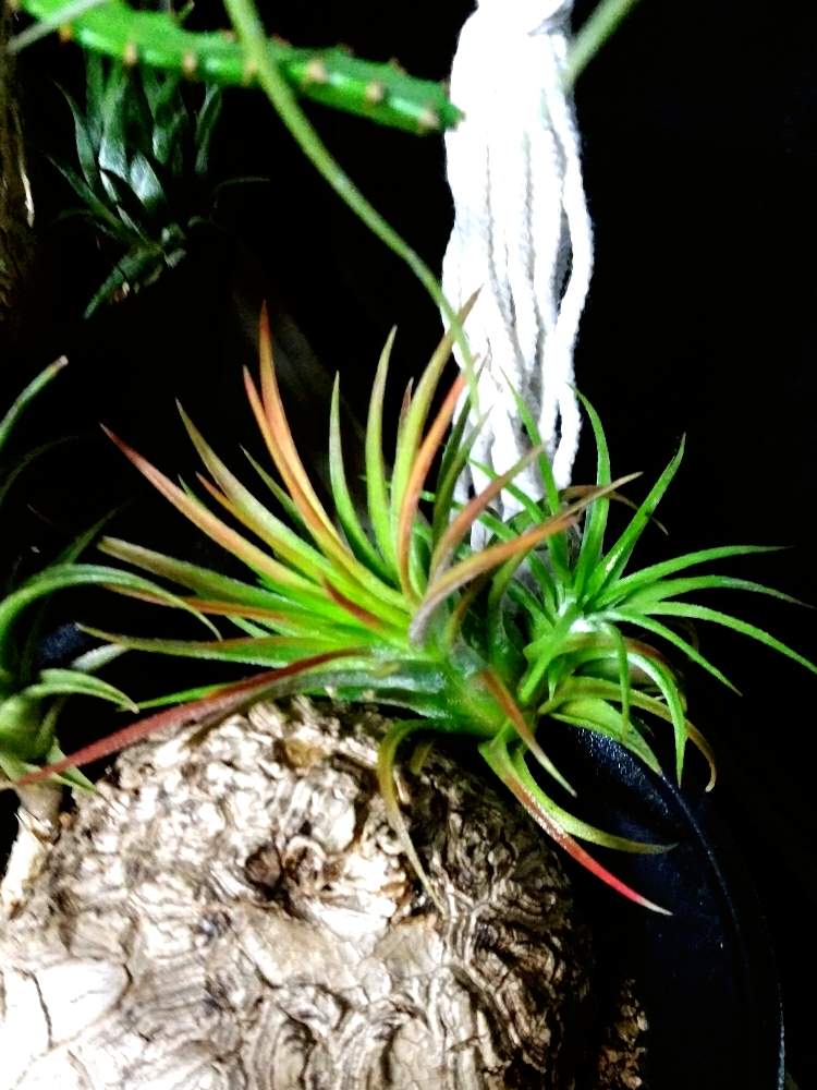 窓辺の画像 by チラリズムさん | 窓辺と植中毒と植物に育てられてる人