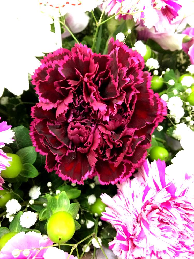 の画像 by はまとんさん | カーネーション ノビオパレットと発色キレイと長持ちする花とステキ感がスゴいとGS映えと三和園とまんまると千葉県産と大輪系と母の日にと色がステキすぎると花のある暮らしと母の日準備