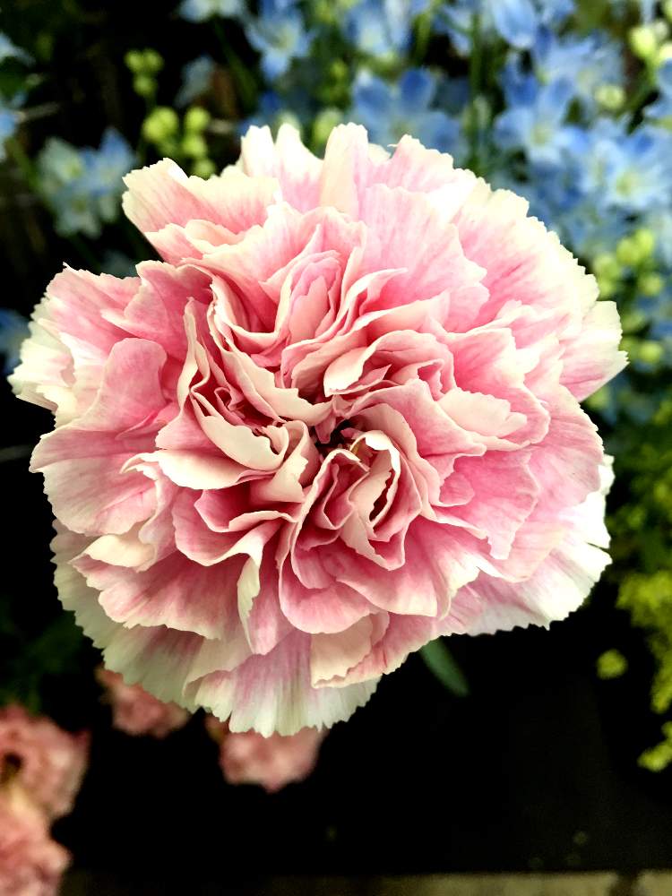 の画像 by はまとんさん | カーネーション ミスティと発色キレイと長持ちする花とステキ感がスゴいとGS映えと三和園とまんまると千葉県産と大輪系と母の日にと色がステキすぎると花のある暮らしとかわいいと母の日準備