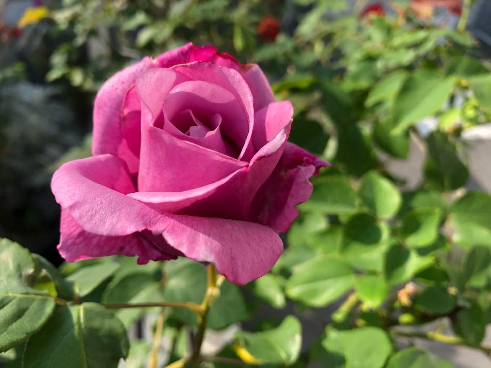 小さな庭の画像 by mahiro227さん | 小さな庭とばら バラ 薔薇と薔薇と暮らすと薔薇・シャルルドゴールと花のある暮らしと私の小さなバラ園