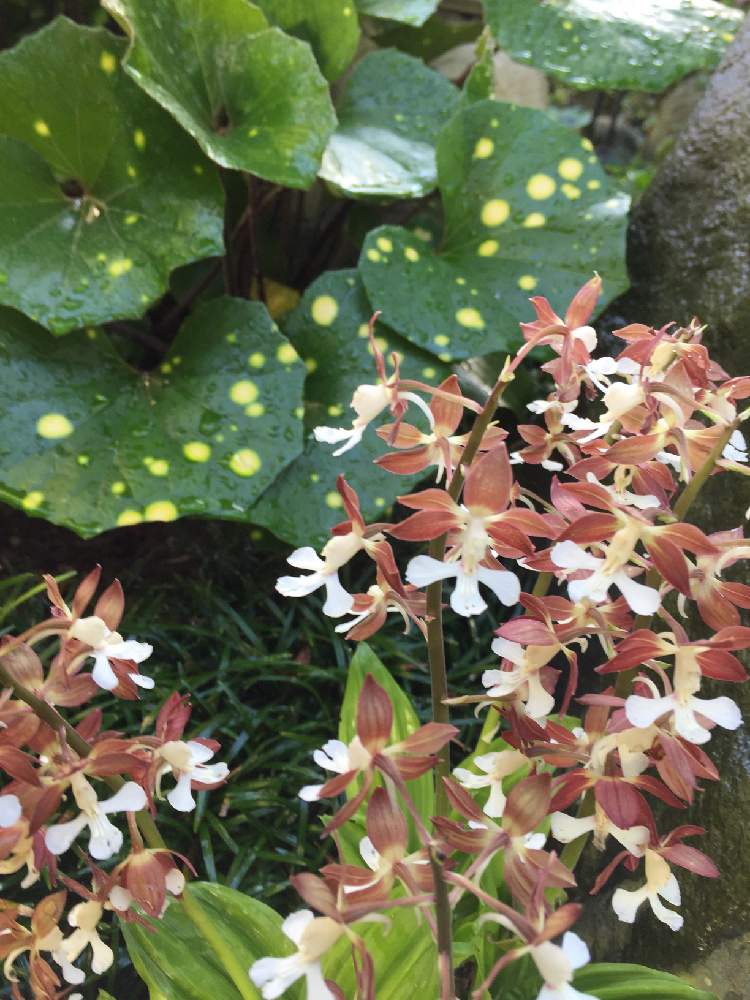 広い庭の画像 by いもさん | 広い庭とエビネランと斑入りツワブキとエビネの花とツワブキの葉と ツワブキと斑入り ツワブキと庭のエビネと石蕗と植中毒とお庭の植物と被災地にエールを…。と頑張れ♡えっことエビネ蘭と斑入り萌え❣️