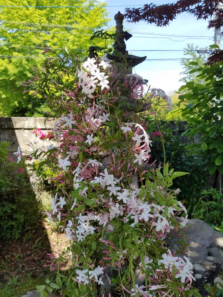 広い庭の画像 by ユーコロさん | 広い庭と穏やかな時間☆とハゴロモジャスミン♪と令和最初の植物・お花フォトコンと庭の手入れと庭中毒と#ハゴロモジャスミンと植中毒と五重の塔✨と花壇作りと花のある暮らし