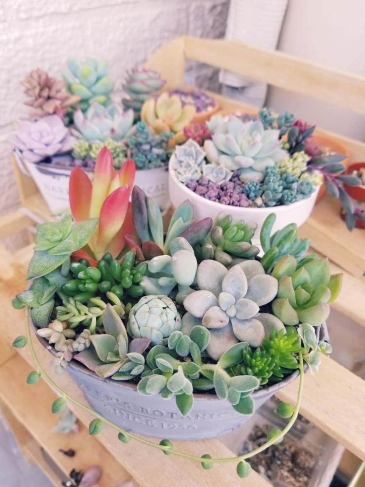 の画像 by ぽんちくりんさん | 寄せ植えと多肉植物とバルコニストとセリア