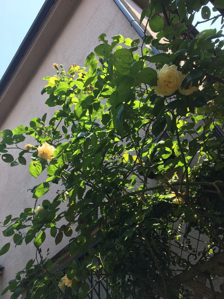 小さな庭の画像 by ルイーズさん | 小さな庭と無農薬薔薇栽培と木酢液とお花を楽しむとばら バラ 薔薇と半日陰とバラ・オールドローズと花のある暮らしと朝日のあたる庭とオールドローズ好きとバラ バフビューティと薔薇バフビューティー