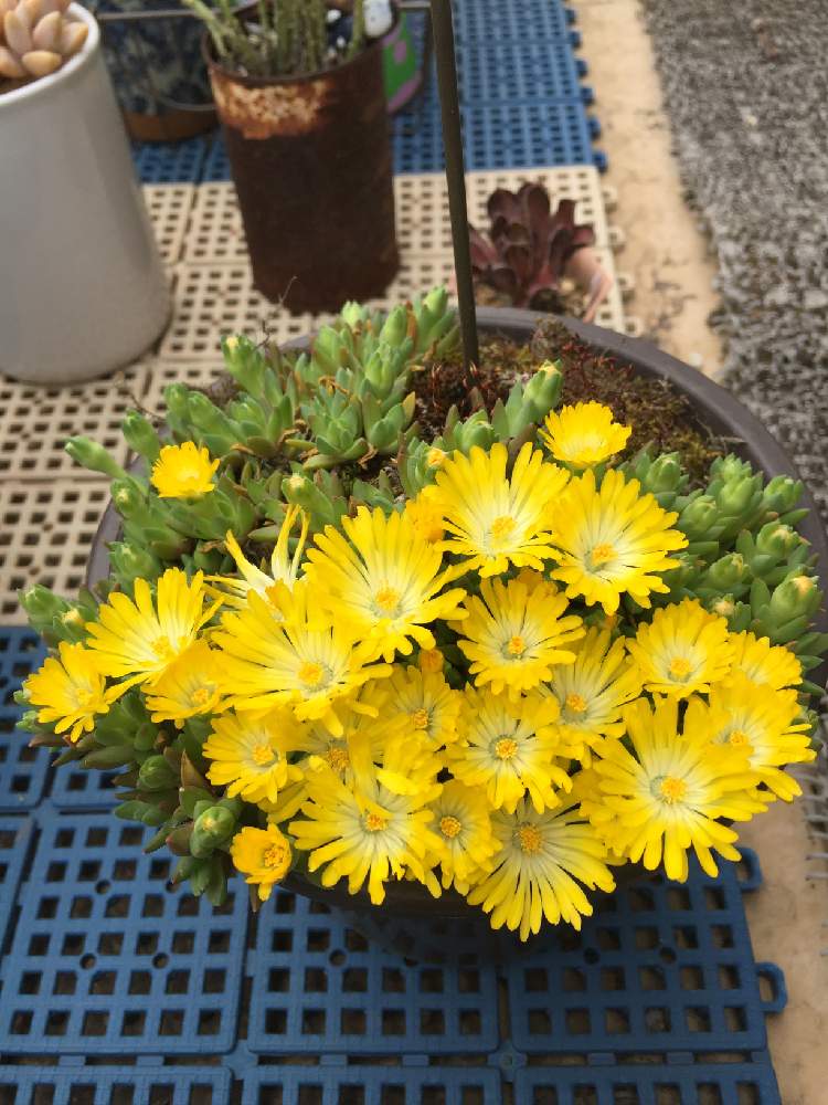 お出かけ先の画像 by はるるんさん | お出かけ先と名前を教えて!と多肉植物とマイ・コレクションと多肉好きと繋がりたいとお気に入り♡と植中毒と多肉女子とタニラーとたにおたくらぶ