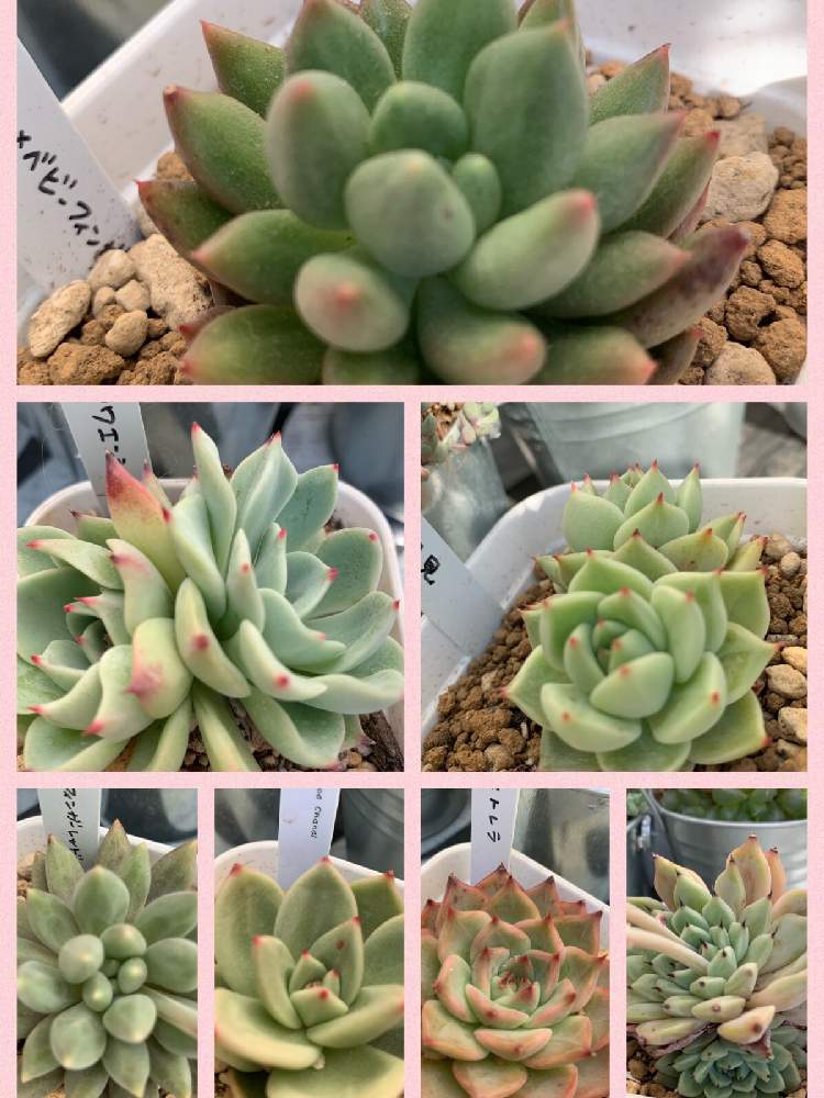 の画像 by kyottyさん | 多肉植物とmy gardenとかわいい♡(*´・ω・)(・ω・`*)♡と多肉大好きとかわいい♡と黒ツメザラゴーサとno green no lifeとステキ♥と多肉のツメが好き♡と可愛い多肉ちゃん❤︎と多肉女子とタニラーと癒し…♡と赤いツメと多肉らぶ♡とGREEN UP!とタニクちゃん