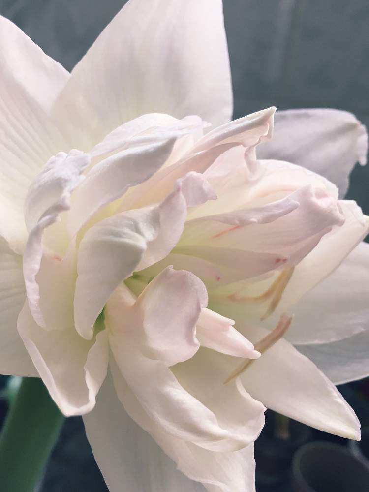 バルコニー/ベランダの画像 by Pecoさん | バルコニー/ベランダとアマリリスとno flower no lifeとネットもあなどれないと緑化計画と2年目と働きマンと令和最初の植物・お花フォトコンと季節の花と花のある暮らしとかわいいな♡とベランダーと海外暮らしと神秘的