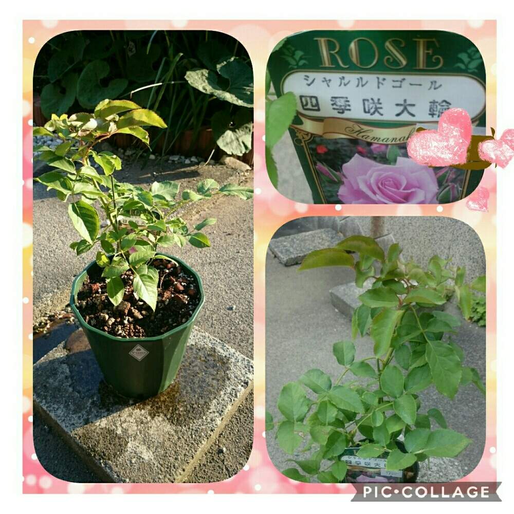 小さな庭の画像 by r.さくら.rさん | 小さな庭とバラシャルルドゴールと令和最初の植物とバラ・ミニ薔薇とバラ 鉢植えと鉢植えとまだまだ初心者とガーデニングと花のある暮らしとお花と薔薇♪とバラ薔薇ばらら~❤️