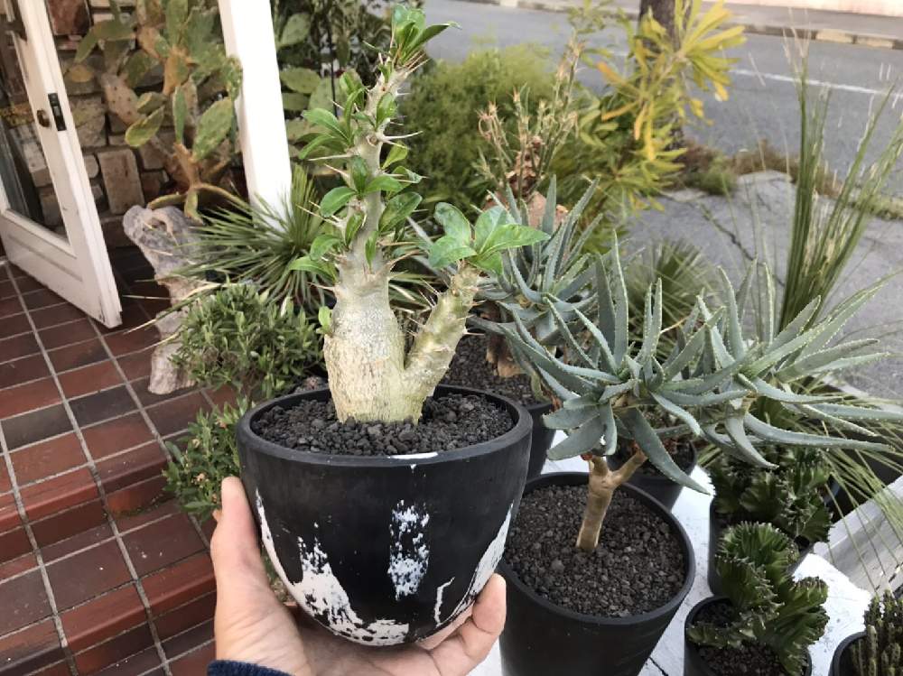 の画像 by CLUTCH FURNITUREさん | パキポディウムサウンデルシーとアロエラモシシマと多肉植物と黒プラ鉢とパキポディウム属と男前プランツと植物のある暮らしと男前植物と育てやすいと黒プラ鉢ある暮らしと黒プラ鉢ある生活とプラ鉢と希少とコーデックスと暮らしを楽しむと緑のある暮らしとブラ鉢と樹形と塊根植物と神戸市西区と神戸とボタニカルショップ