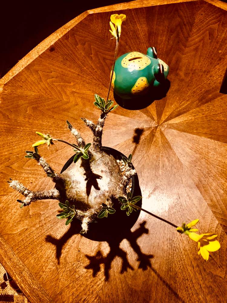 部屋の画像 by はねさん | 部屋とパキポディウム・グラキリスとパキポディウム属と観葉植物と植物のある暮らしとボタニカルライフとマイコレクションとno green no lifeとコーデックスとCaudexと植中毒とパキポとパキポディウム -と#パキポディウム•グラキリスと塊根植物とパキポディウム グラキリウスとコレクションと珍奇植物とパキポ中毒とパキポコレクションとビザールプランツ