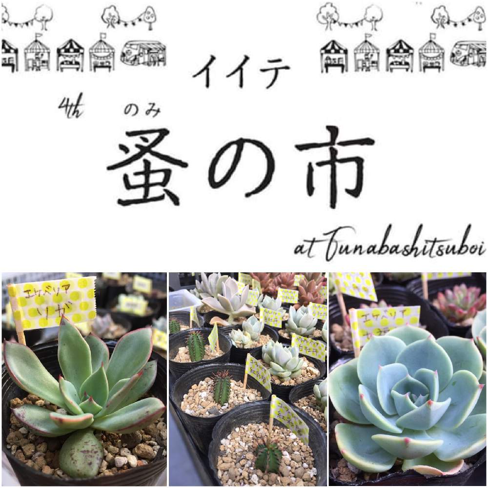 小さな庭の画像 by あきさん | 小さな庭とリガと多肉植物と癒される♡とラブリー♡とフォロワーさん(*´∀`)ノ ありがとぅ♪と植欲が止まらないとうれしいな♪と中山いい肉ん エケベリアと多肉大好きとイイテ蚤の市とお誘いとワクワクドキドキと多肉のある暮らしと植欲旺盛とイベント出店と植中毒と大好き過ぎてどうしよう♡とたまらん♡と中山いい肉ん ユーフォルビアと多肉植物ラブとイイテ坪井店と千葉タニラー