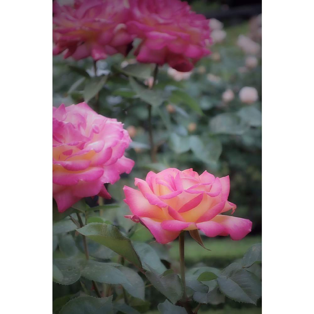 お出かけ先の画像 by neso さん | お出かけ先と薔薇と朝雲と旧古河庭園の 朝雲と春のお花とばら バラ 薔薇といとおしい植物の表情フォトコン2019とローカルカメラマンかな?!(笑)とオレンジの花と旧古河庭園とピンク色の花と花のある暮らしとバラ・ミニバラと黄色いバラ
