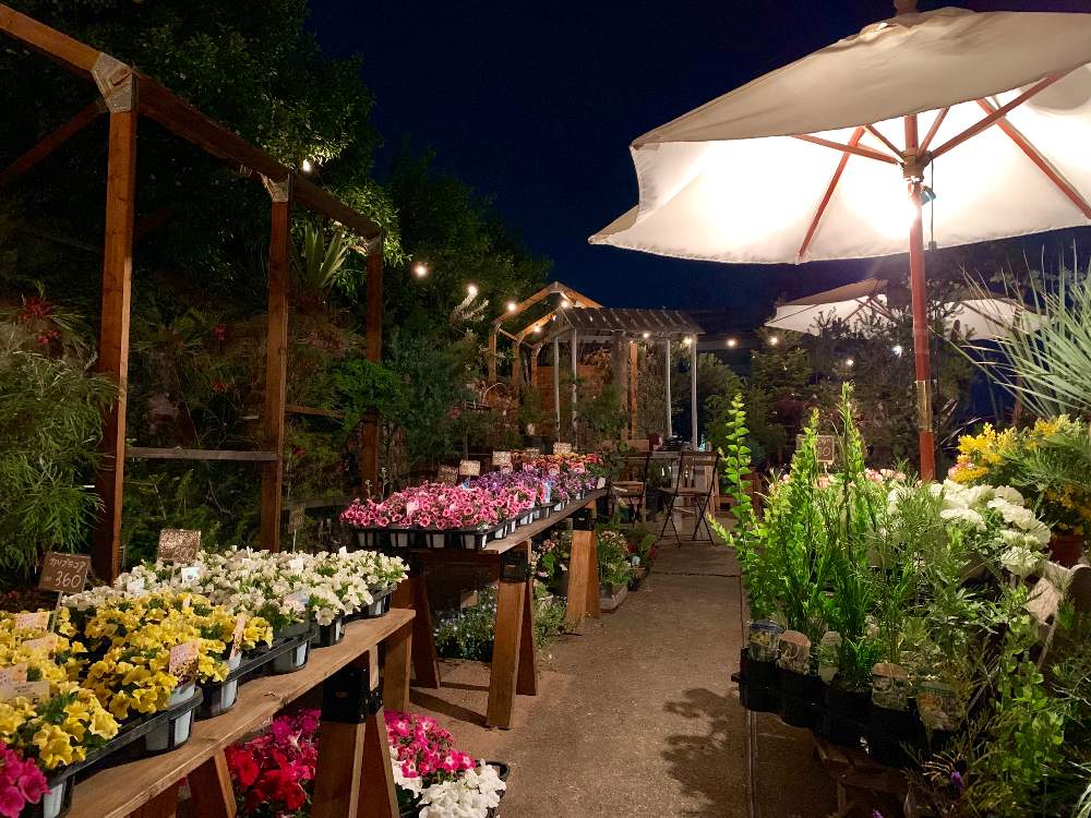 インテリアの画像 by Flower Villageさん | インテリアとボタニカルと母の日プレゼントとイベントと寄せ植えと園芸店と神奈川タニラーと植中毒とフラワービレッジとtanikuhonpoとタニラーと韓国苗と花のある暮らしとflowervillageと多肉寄せ植えとフラワーギフトとアガベ属とインテリアグリーンと母の日