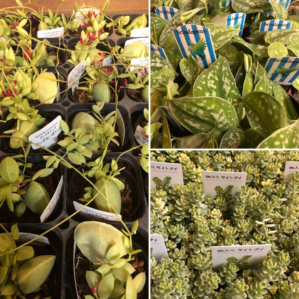 の画像 by ファニープランツさん | 多肉植物と観葉植物と栃木県と植物イベントとインテリアグリーンとエアープランツ/チランジアと母の日