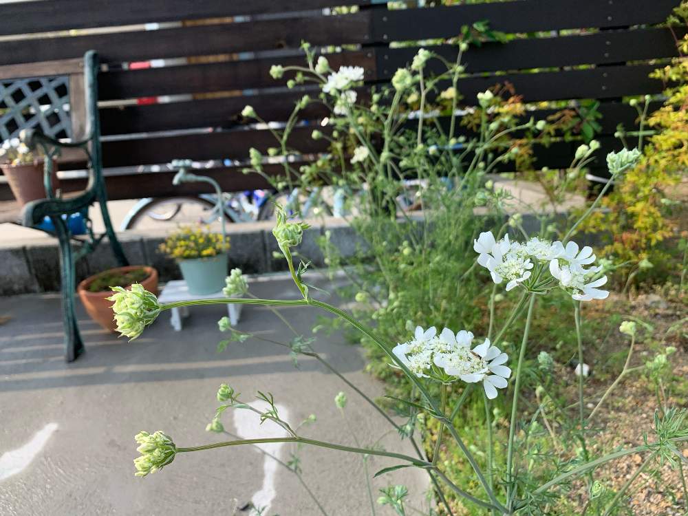 広い庭の画像 by まっつんさん | 広い庭とオルレアとオルレアとカフェ風といとおしい植物の表情フォトコン2019と庭の風景とグリーンのある暮らしと庭の花とベンチと南側の庭と庭づくりとこぼれ種と我が家の庭と花のある暮らしと白い花とDIYウッドフェンス
