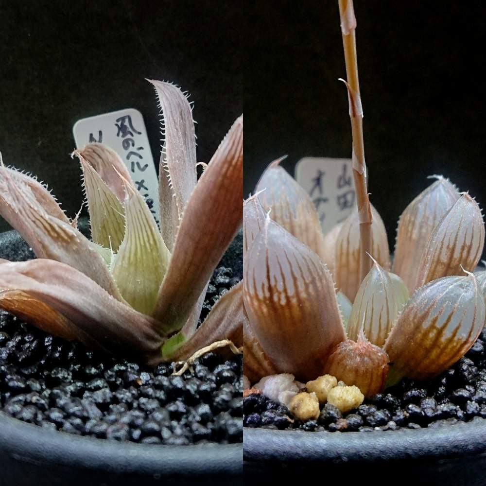 バルコニー/ベランダの画像 by れいとにーさん | バルコニー/ベランダと多肉植物と黒プラ鉢と軟葉系ハオルチアとハオルチア属とプラ鉢と透明窓とHaworthia:ハオルチア/ハオルシアと植中毒とハオルチアベラとハオルシア属 と透明感とスケスケ