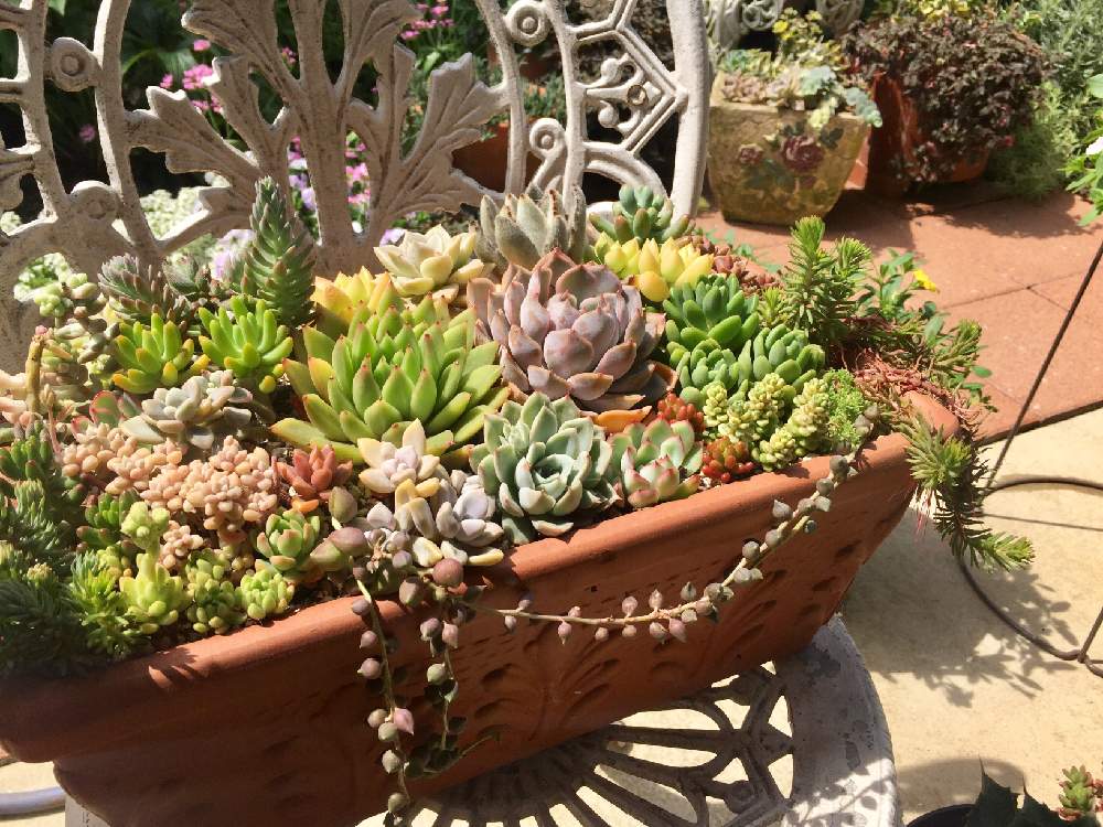 の画像 by どら猫さん | 令和最初の植物・お花フォトコンと多肉植物と多肉寄せ植えとセダム属と八千代♡と黄麗(おうれい)と春萌☆とオリオン☆とセダム寄植えとエケベリア属とアガボイデス系と 姫秋麗と乙女心☆と多肉 斑入りタイトゴメとアルフレッドムーンフェアリ