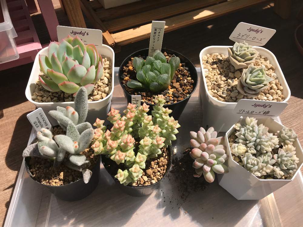 の画像 by takaさん | 多肉植物とリトルローズ錦とハオルチア属と☆ラブリーローズ☆とクラッスラパステルと福兎耳♪とベビーフィンガー♡