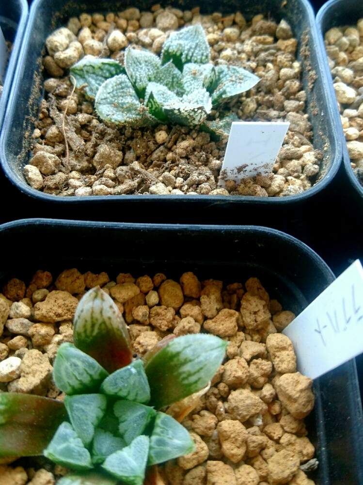 窓辺の画像 by えおえおさん | 窓辺と多肉植物とハオルチア属とエンジェルとGS映えとGS日和とハオルシア属 と多肉女子とタニラーとラブハート♡とバルコニスト