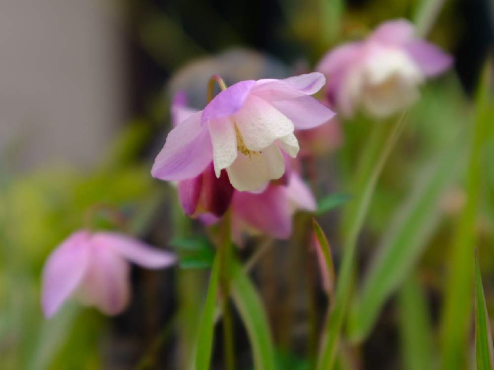 小さな庭の画像 by ®️unjaさん | 小さな庭と姫オダマキといとおしい植物の表情フォトコン2019と花のある暮らしと緑のある暮らしと今日の一枚