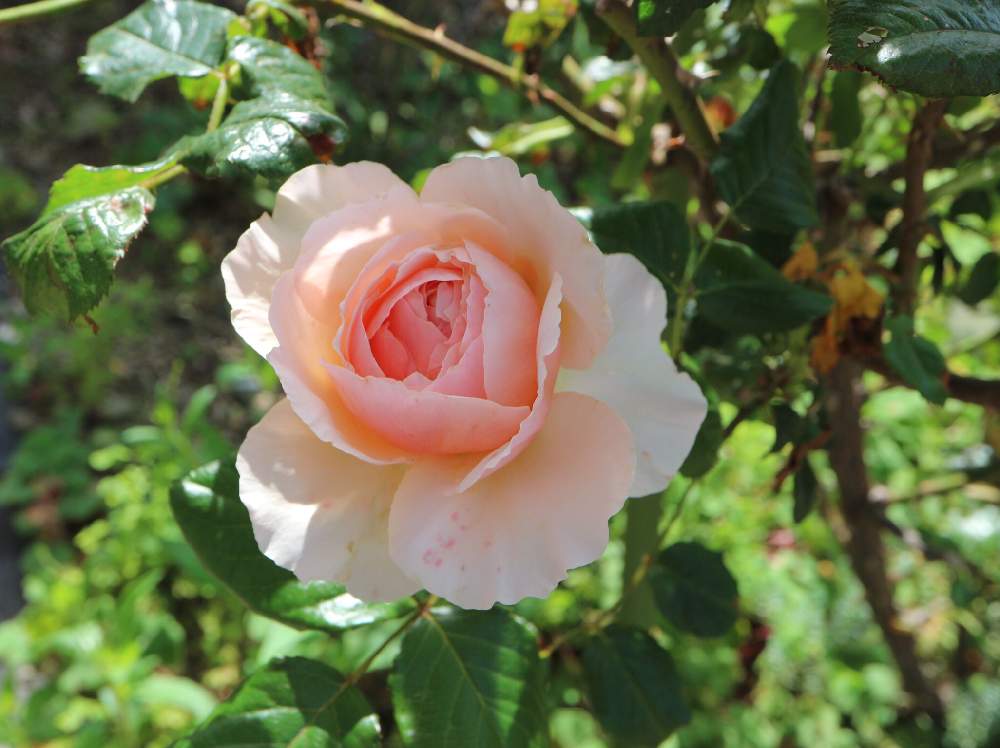 小さな庭の画像 by NALさん | 小さな庭とバラ 真宙とEOS M10とばら バラ 薔薇と令和最初の植物・お花フォトコンと薔薇 真宙とgreenlifeと花のある暮らしと真宙 バラ