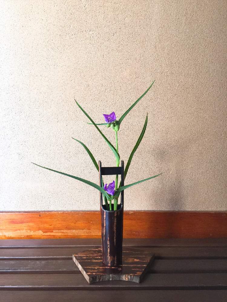 玄関の画像 by ずずさん | 玄関とムラサキツユクサと花のある暮らしと庭の植物と生け花