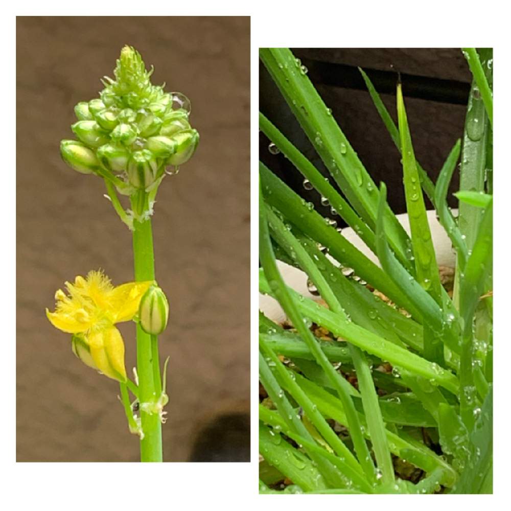 の画像 by あーちゃんさん | 多肉植物と多肉男子とブルビネ属と癒しとGS映えと植中毒と綺麗と多肉女子とタニラーと可愛いと花のある暮らしと増えると花アロエ☆
