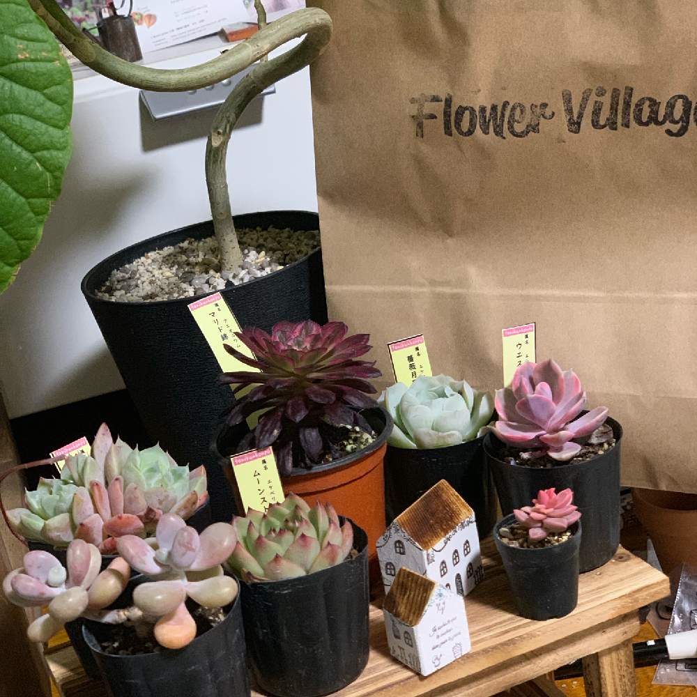 お出かけ先の画像 by ギブソンさん | お出かけ先と多肉植物とFlower villageとボタニカルライフと多肉大好きと多肉お一人様とGS映えとGS日和と植中毒とギブソン多肉日記とフラワービレッジと多肉女子とタニラーと多肉LIFEと横浜❣️多肉大好き❣️とウンベラータ♡︎ʾʾとKurumi*gardenとかわいいな♡とタニク初心者とGS植物うちなーぐち会