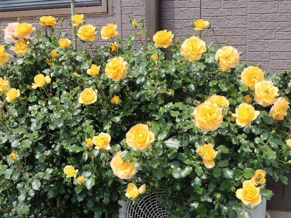 窓辺の画像 by doramiさん | 窓辺とつるバラ...とサハラ '98とサハラと薔薇に魅せられてとつるバラとオレンジ色ときいろいお花と花のある暮らしと薔薇♪