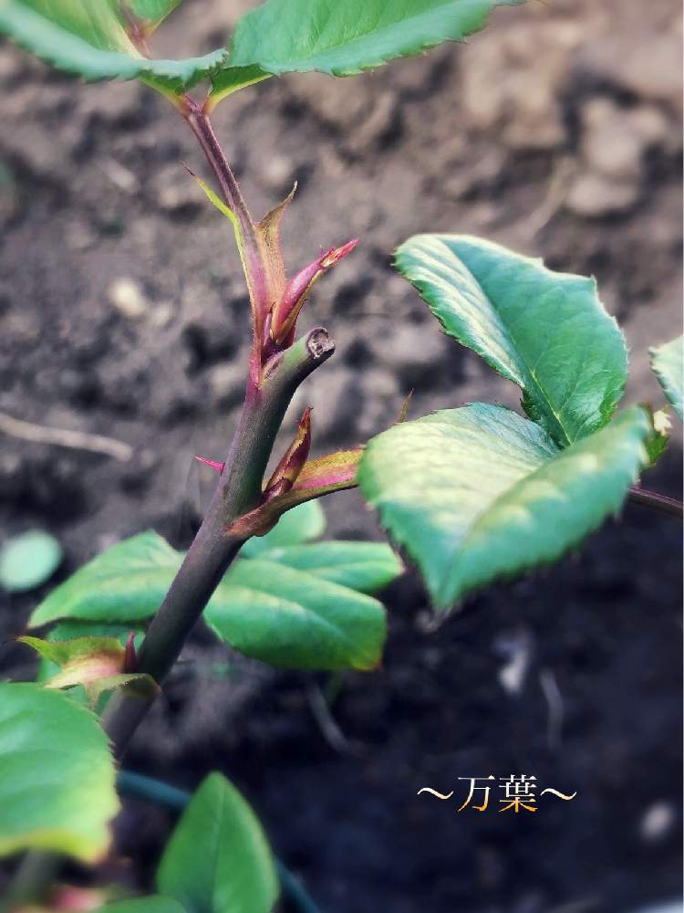 テラスの画像 by shigeさん | テラスとバラとバラ*万葉とスマホ撮影と岩手県とばら バラ 薔薇と薔薇男子と葉っぱとバラの鉢植えと鉢植えと花のある暮らしとばら 薔薇 バラとバラ・ミニバラと新芽とバラ*万葉さ