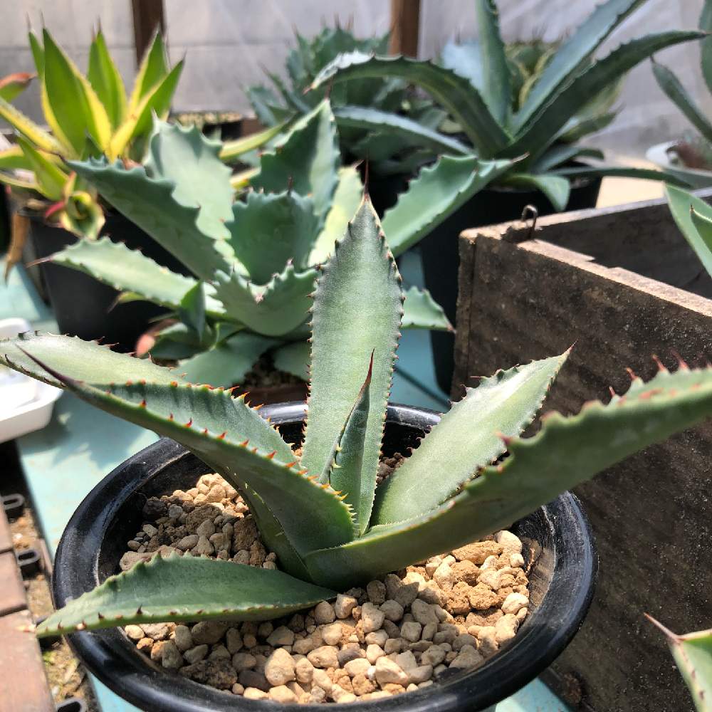 小さな庭の画像 by kisselさん | 小さな庭とシャウィとagave shawiiとアガベのある暮らしと植物のある暮らしとagave