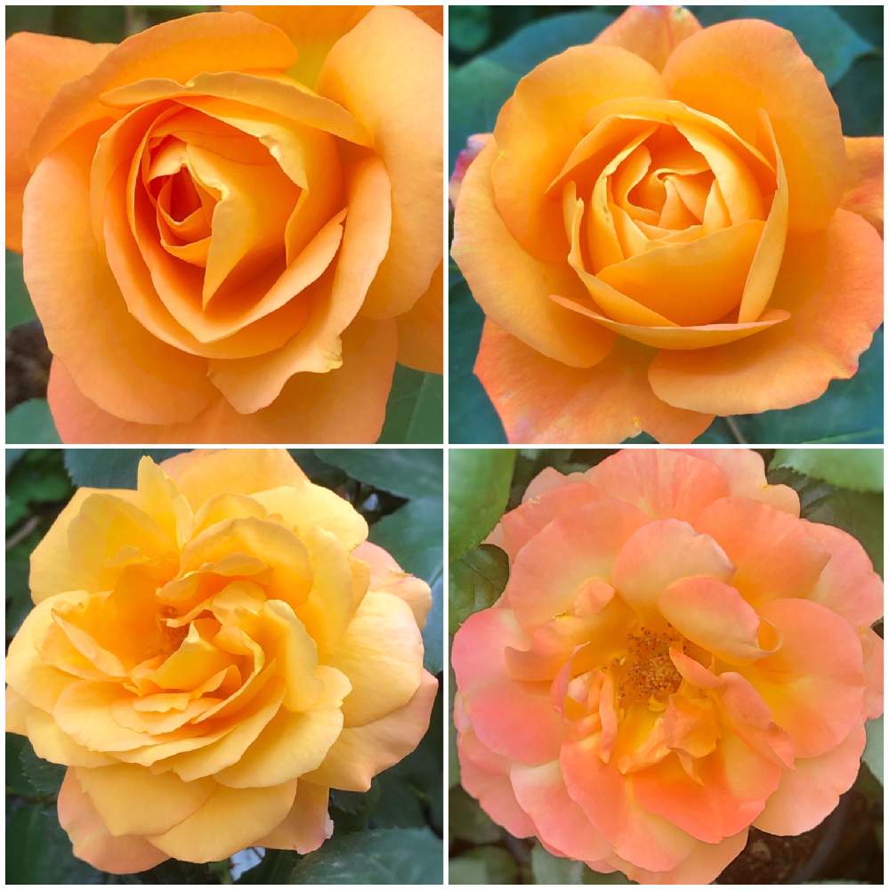 小さな庭の画像 by ジェイルンさん | 小さな庭と花のある暮らしとばら バラ 薔薇とバラ・ミニバラとスブニール ドゥ アンネフランク