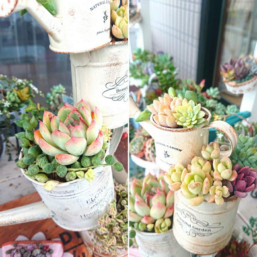 テラスの画像 by めいちぇるさん | テラスと多肉植物と多肉タワーとリメ缶と寄せ植えと農ランドWSと栃木タニラーと@naturalとブリキ鉢とリメ鉢