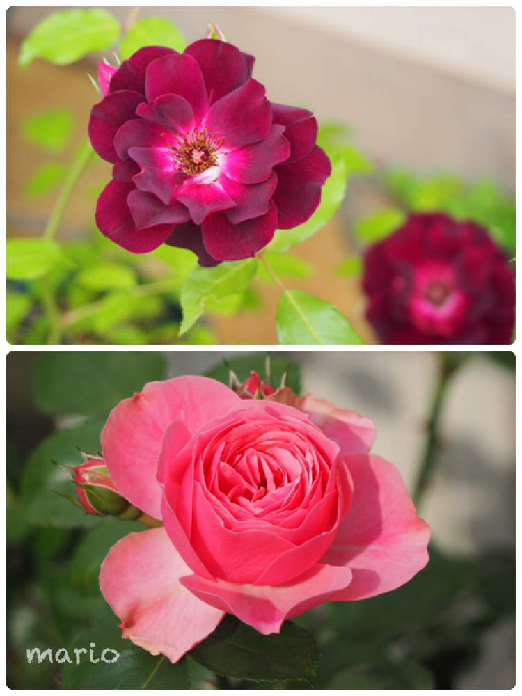 小さな庭の画像 by marioさん | 小さな庭とばら バラ 薔薇とキレイすぎるとバラアイスバーグバーガンディとGS日和とバーガンディ・アイスバーグとバラ祭りと美しすぎる❤と花のある暮らしともぞか〜と大好き!とレオナルド・ダ・ヴィンチ