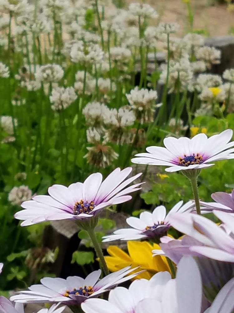 広い庭の画像 by ユーコロさん | 広い庭といとおしい植物の表情フォトコン2019と穏やかな時間☆と庭の手入れとオステオスペルマム。と庭中毒と植中毒と花壇作りとクローバー☆とシロツメグサ*と花のある暮らし