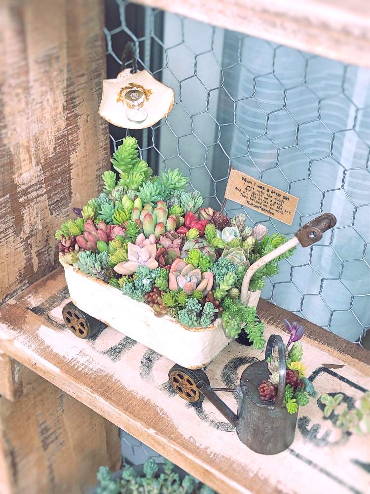 バルコニー/ベランダの画像 by ぐりさん | バルコニー/ベランダと多肉植物とボタニカルライフとグリーン!グリーン!グリーン!と多肉大好きと癒しとGS映えとGS日和とno green no lifeとくるみさんのWS❤️と多肉女子と花車とflowervillageとかわいいな♡とタニクちゃんとワークショップ と多肉寄せ植えワークショップとkurumiさんWSとちまちま寄せ