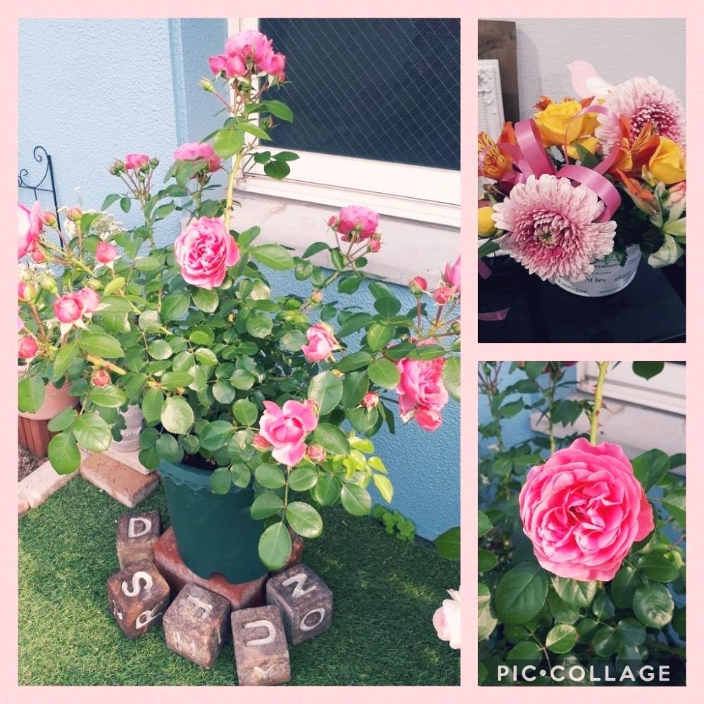 広い庭の画像 by Tomoさん | 広い庭と情熱のレッドとバラ・ピエールドゥロンサールと植中毒と憧れの薔薇とガーデニング初心者と雑貨大好き❤と花のある暮らしとたくさんの花が咲く庭にしたい。とレオナルド・ダ・ヴィンチといいね♥ありがとうございます✨とチーム福岡