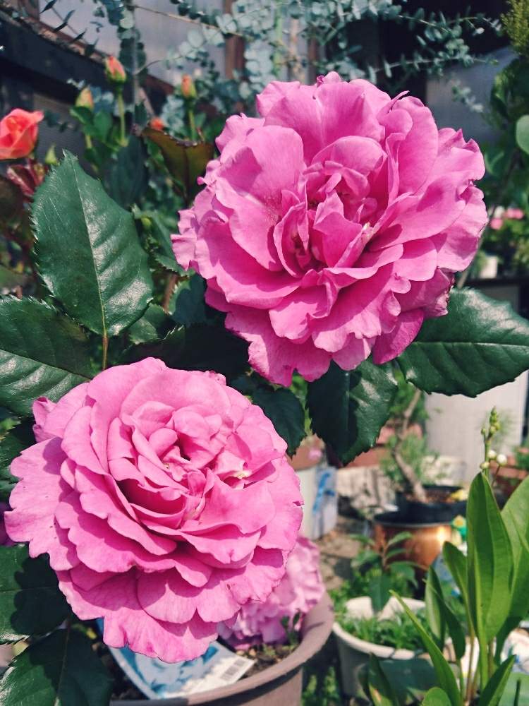 広い庭の画像 by あさがおさん | 広い庭とショッキングブルーと毎年咲く花とばら バラ 薔薇と5月の庭とガーデニングと花のある暮らしとブルーの花
