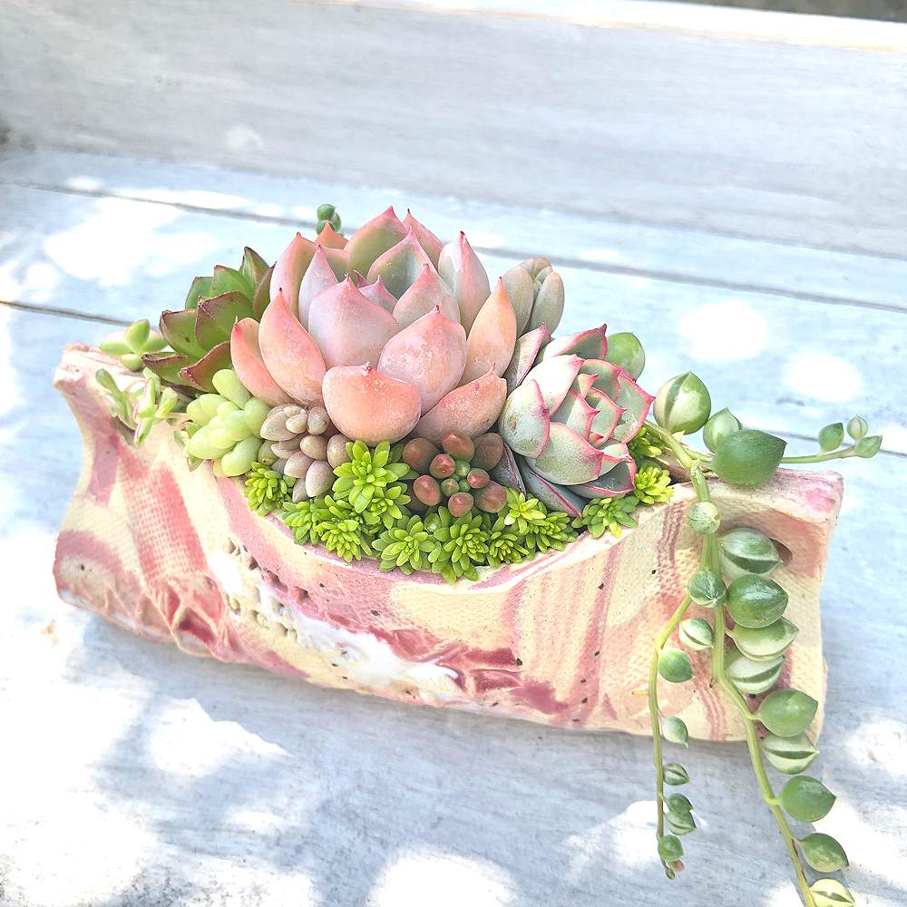小さな庭の画像 by みらいさん | 小さな庭と多肉植物と寄せ植えと紅葉する多肉とGS映えとGS日和と植中毒と今日の一枚とピンクと恋ミケと多肉女子とタニラーと赤いツメとbuchi鉢とオムレット鉢