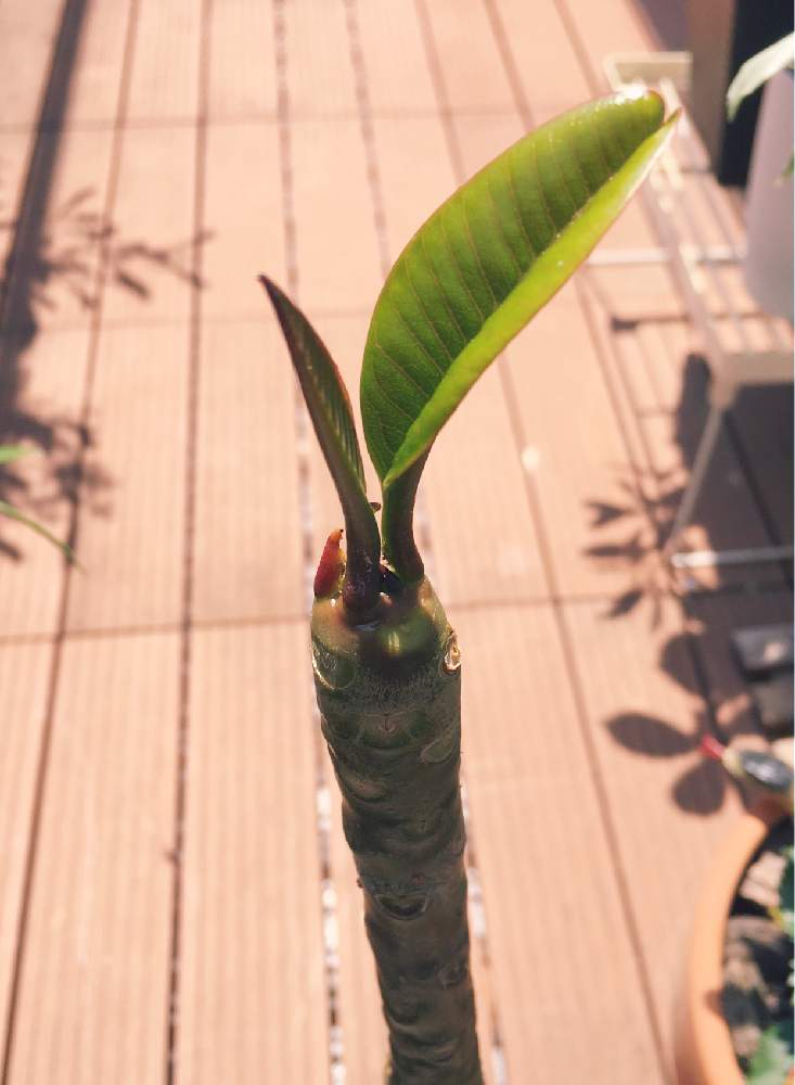 バルコニー/ベランダの画像 by ちいさん | バルコニー/ベランダとプルメリアと庭の植物と観葉植物と植中毒