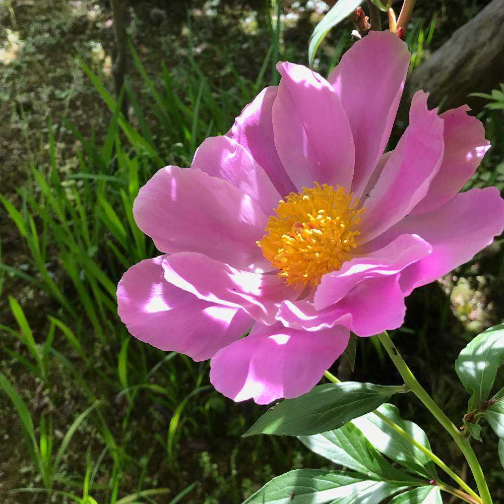お出かけ先の画像 by kukkaさん | お出かけ先と芍薬とピンクの花と花のある暮らしと花のある風景