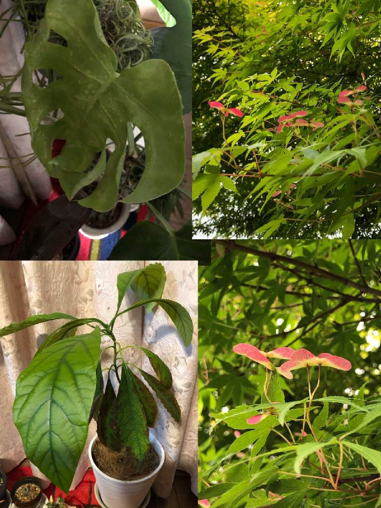 部屋の画像 by アマリリスさん | 部屋とグリーングリーン♡とHTCと観葉植物とキュンキュン倶楽部とバラと夢CLUBとおおきくなぁ〜れとキュンキュン乙女倶楽部NO、230と観葉植物のある暮らしとHTC No247と株が成長してるとどのくらいになるかなと伸びてます!とGREEN UP!とたにおたくらぶNO134と令和の新緑